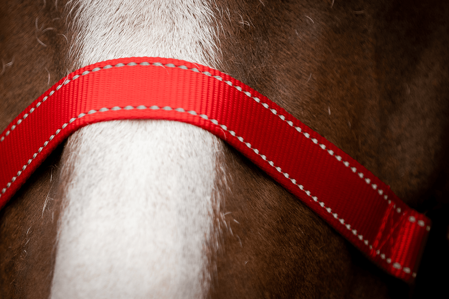 Excellent Premium Halter Red XS