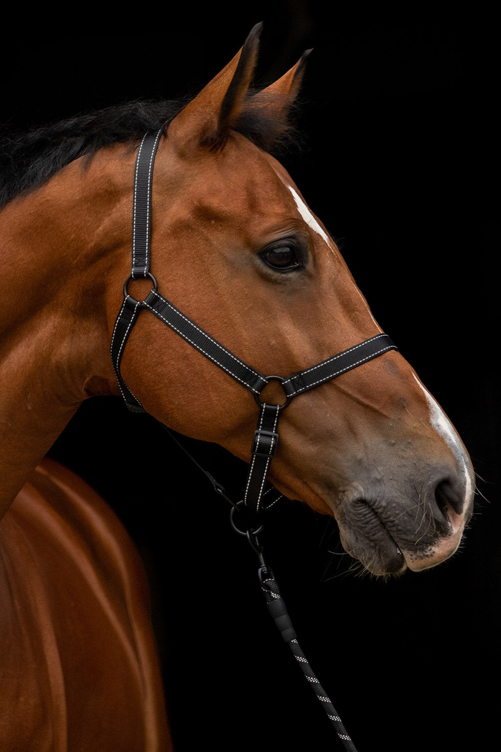 Excellent Premium Halter Black XS