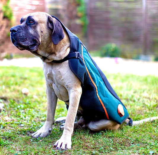 Bemer kezelő kisállatoknak BÉRLÉS