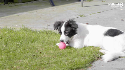 Dog Comets Stardust Pink S