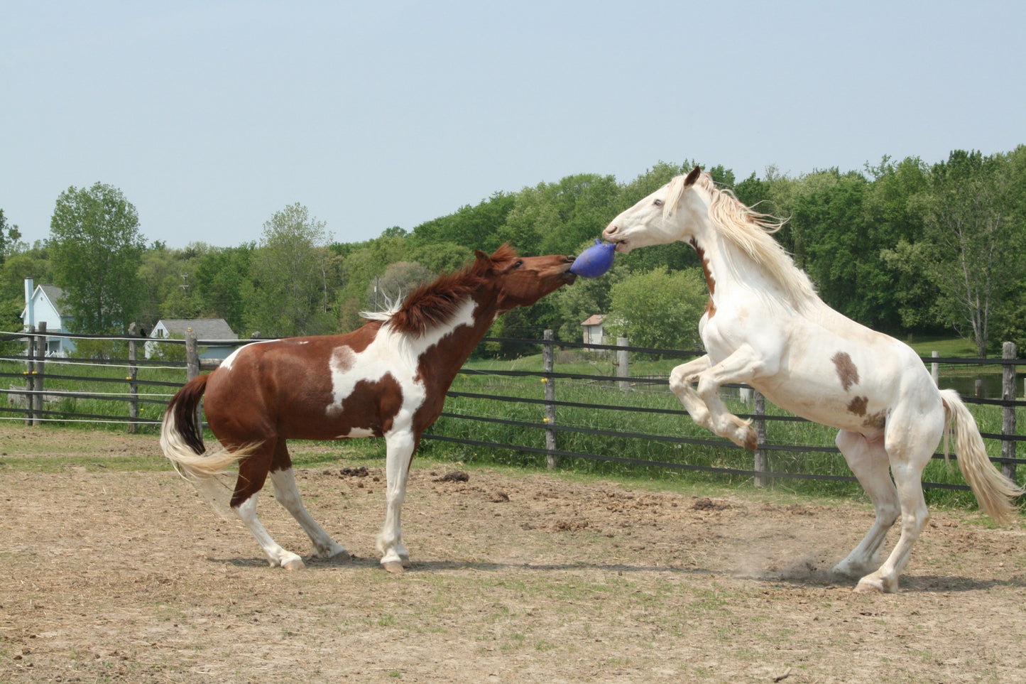 Jolly Ball Red/white (peppermint)
