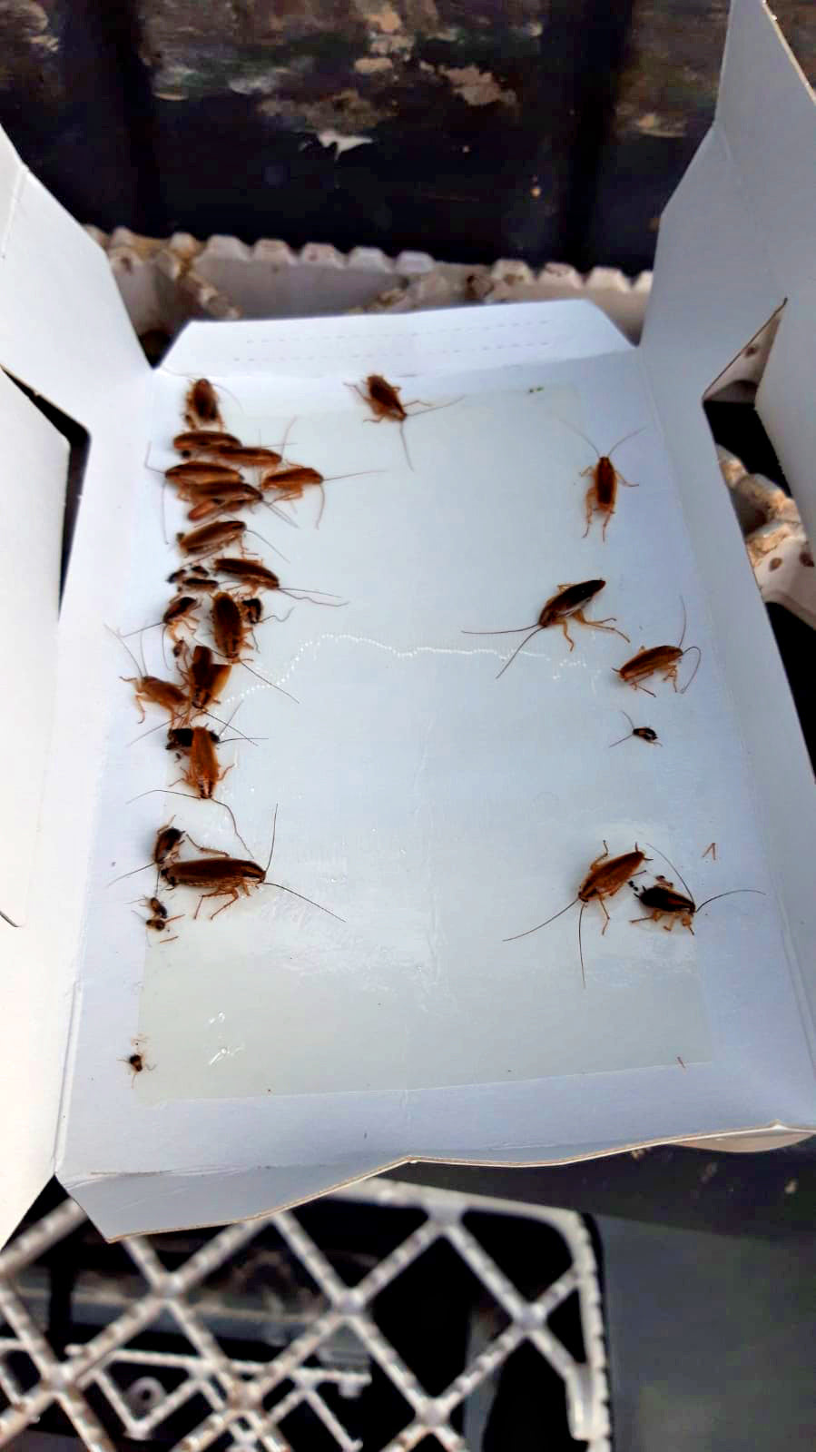 Knock Pest Insect Trap Large