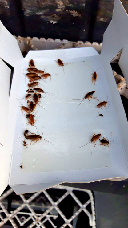Knock Pest Insect Trap Large