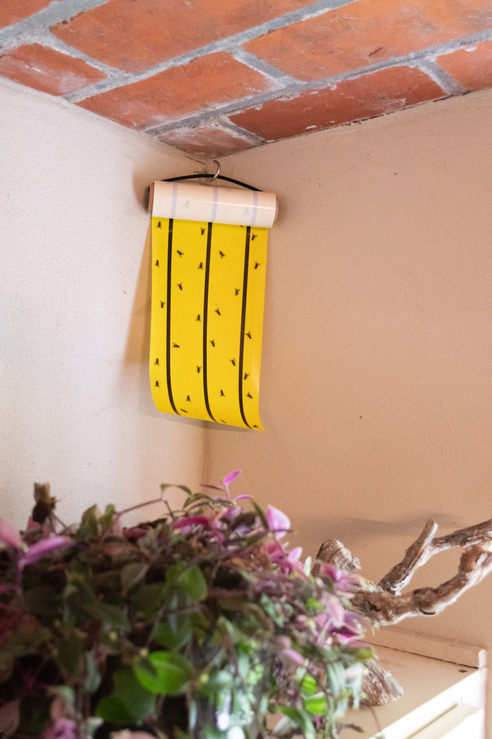 Knock Pest Fly Roll Yellow 5 m