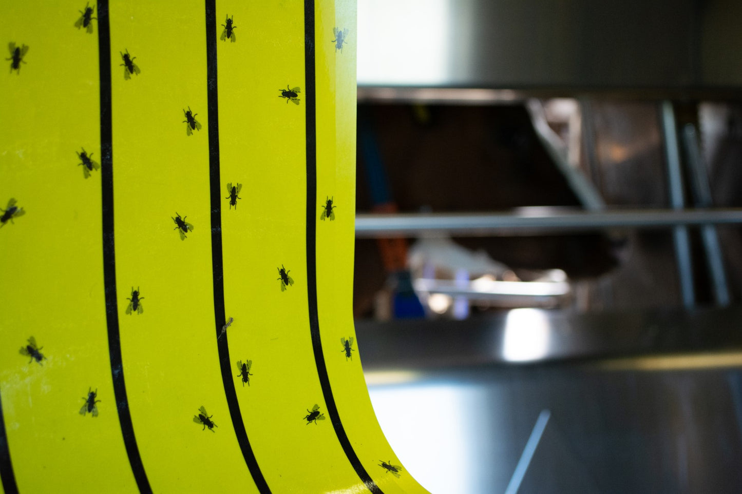 Knock Pest Fly Roll Yellow 7 m