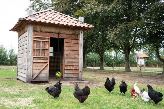 Lax Pick block for Chickens 3,5 kg