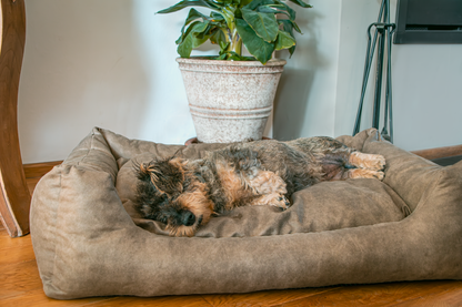 Let's Sleep Sweet Dreams Dog Basket w/ Cushion L Taupe