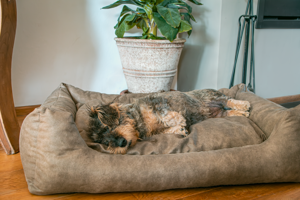 Let's Sleep Sweet Dreams Dog Basket w/ Cushion L Cognac