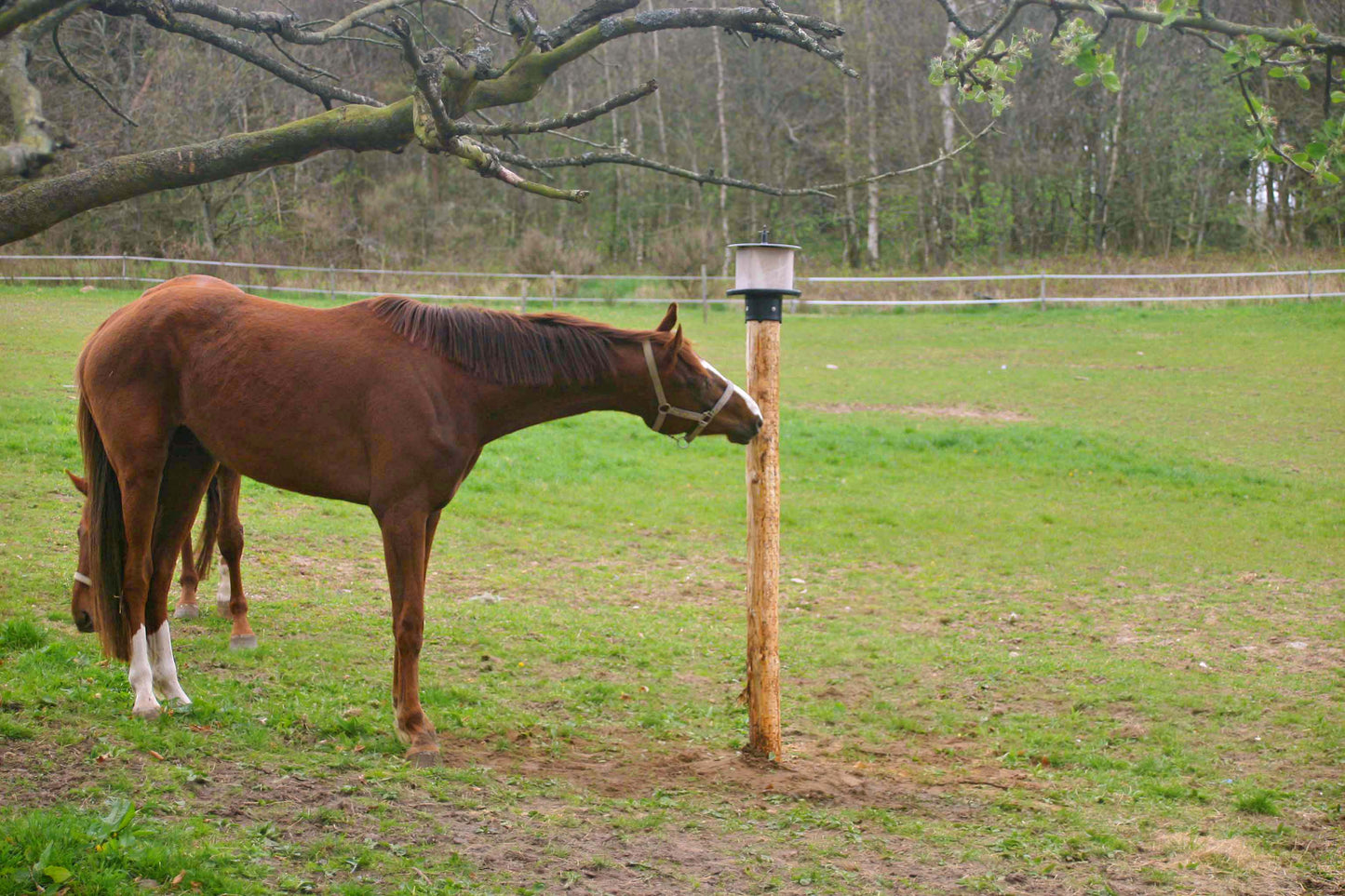 vPlast Salt Lick Holder Pole