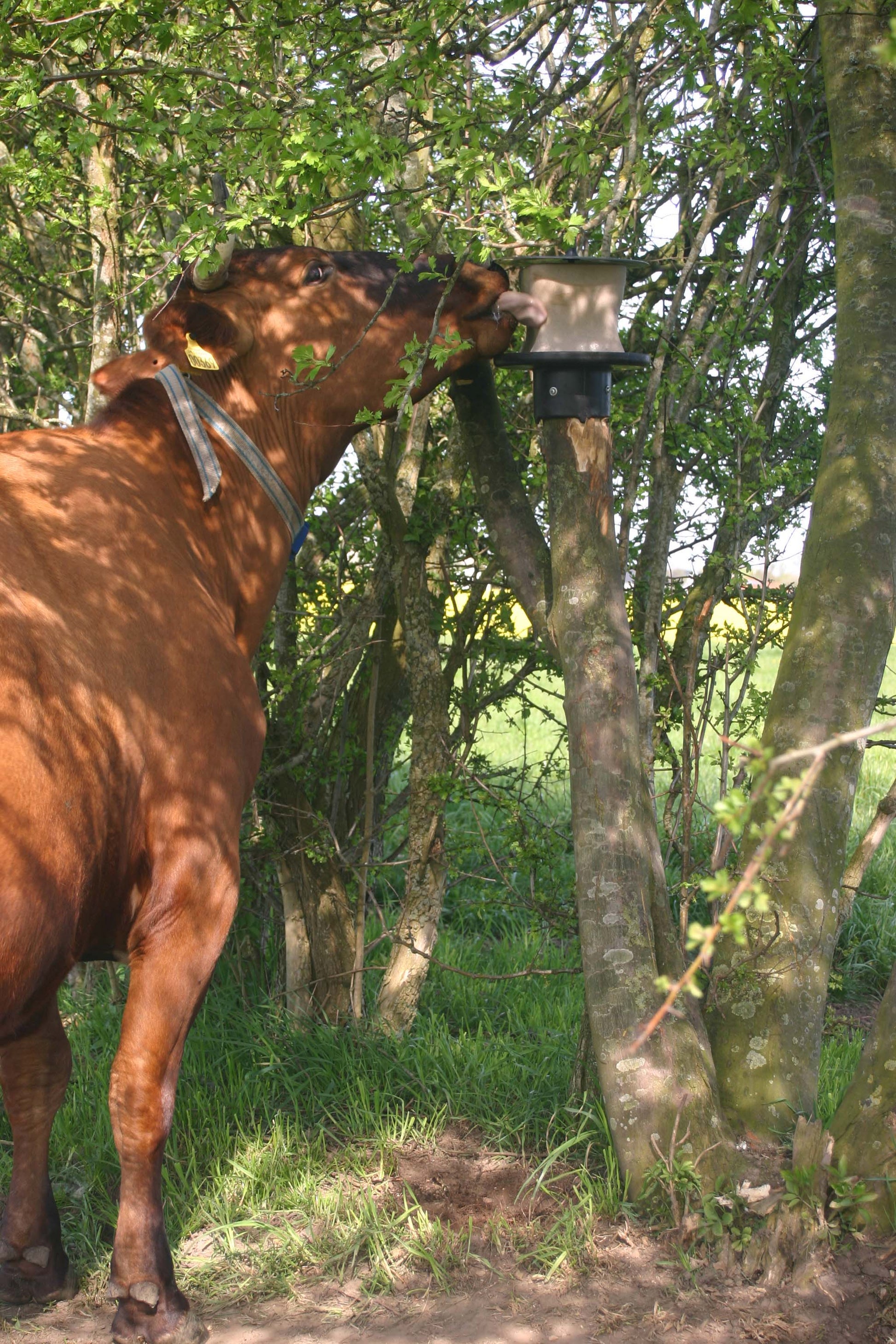 vPlast Salt Lick Holder Pole