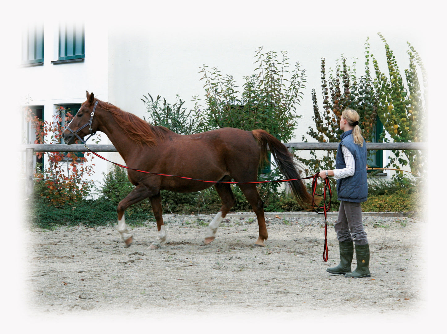 Lunge Whip soft lux black with muskuton 8 m Red