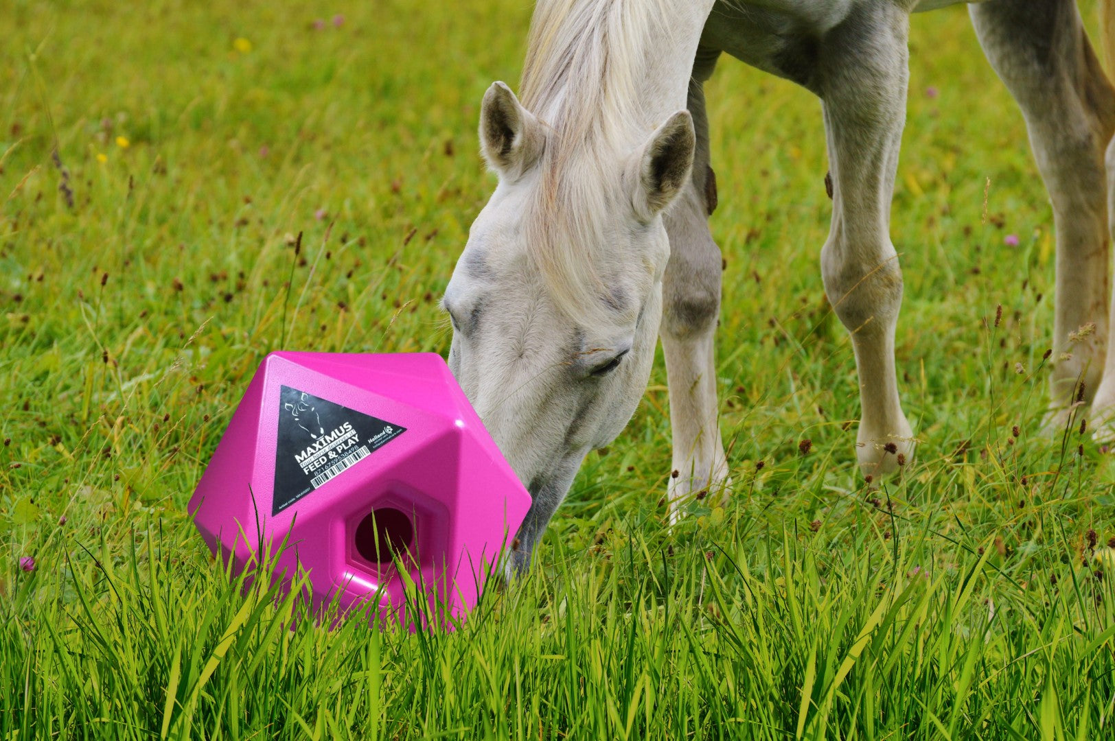 Maximus Feed & Play Pink