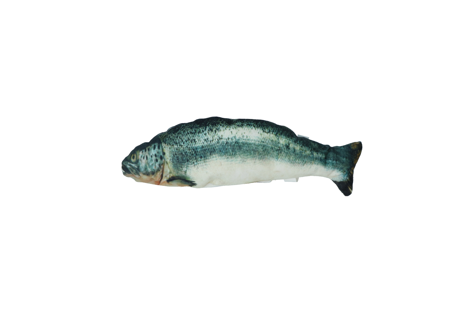 Robocat Fish Salmon