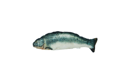 Robocat Fish Salmon