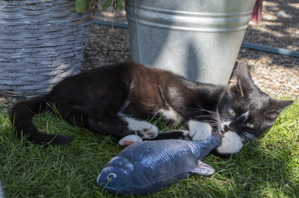 Robocat Fish Salmon