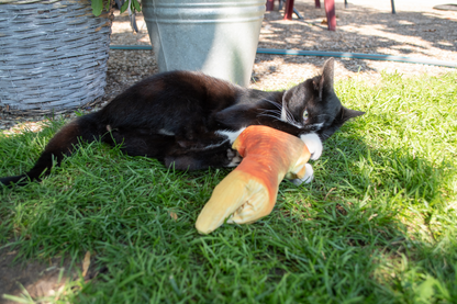 Robocat Fish Salmon
