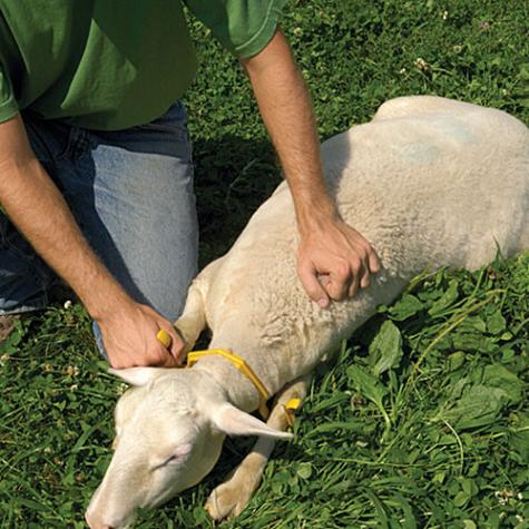 Sheep Restrainer Gambrel S