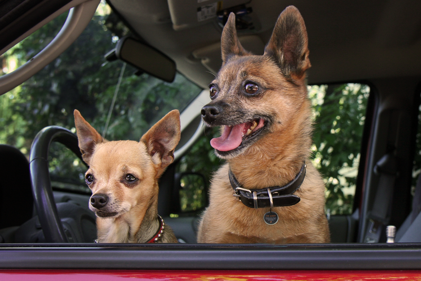 Spotted! Pro Dog & Cat S