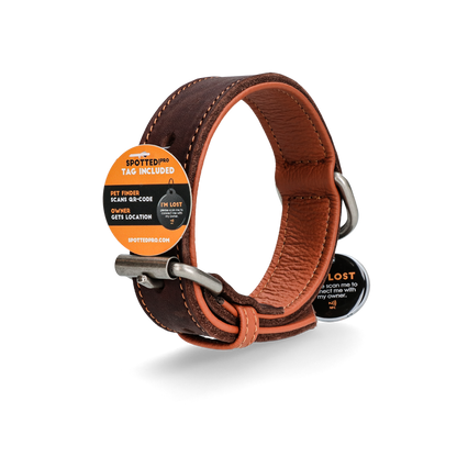 Spotted! Pro Leather Collar Brown 2.5 x 50 cm