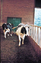Vink Cattle Brush