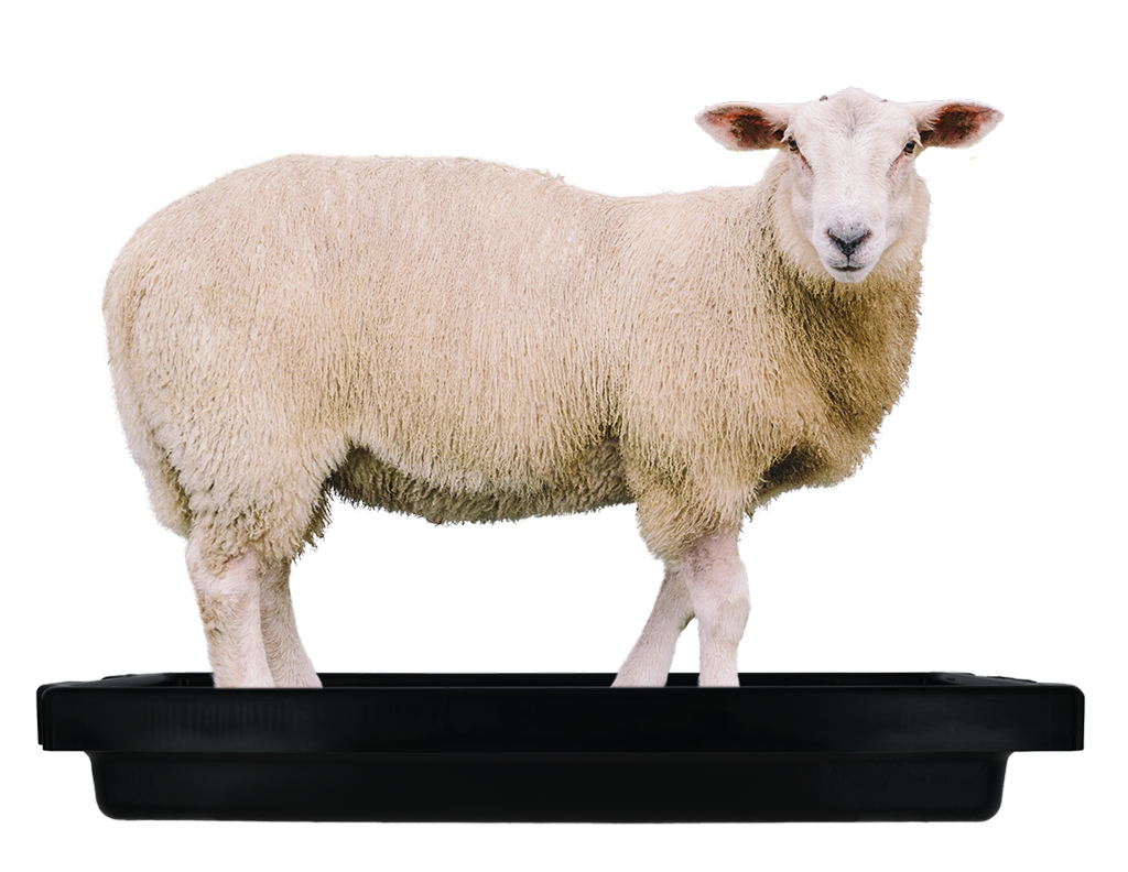 Footbath sheep 120 x 40 x 18 cm