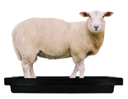 Footbath sheep 120 x 40 x 18 cm