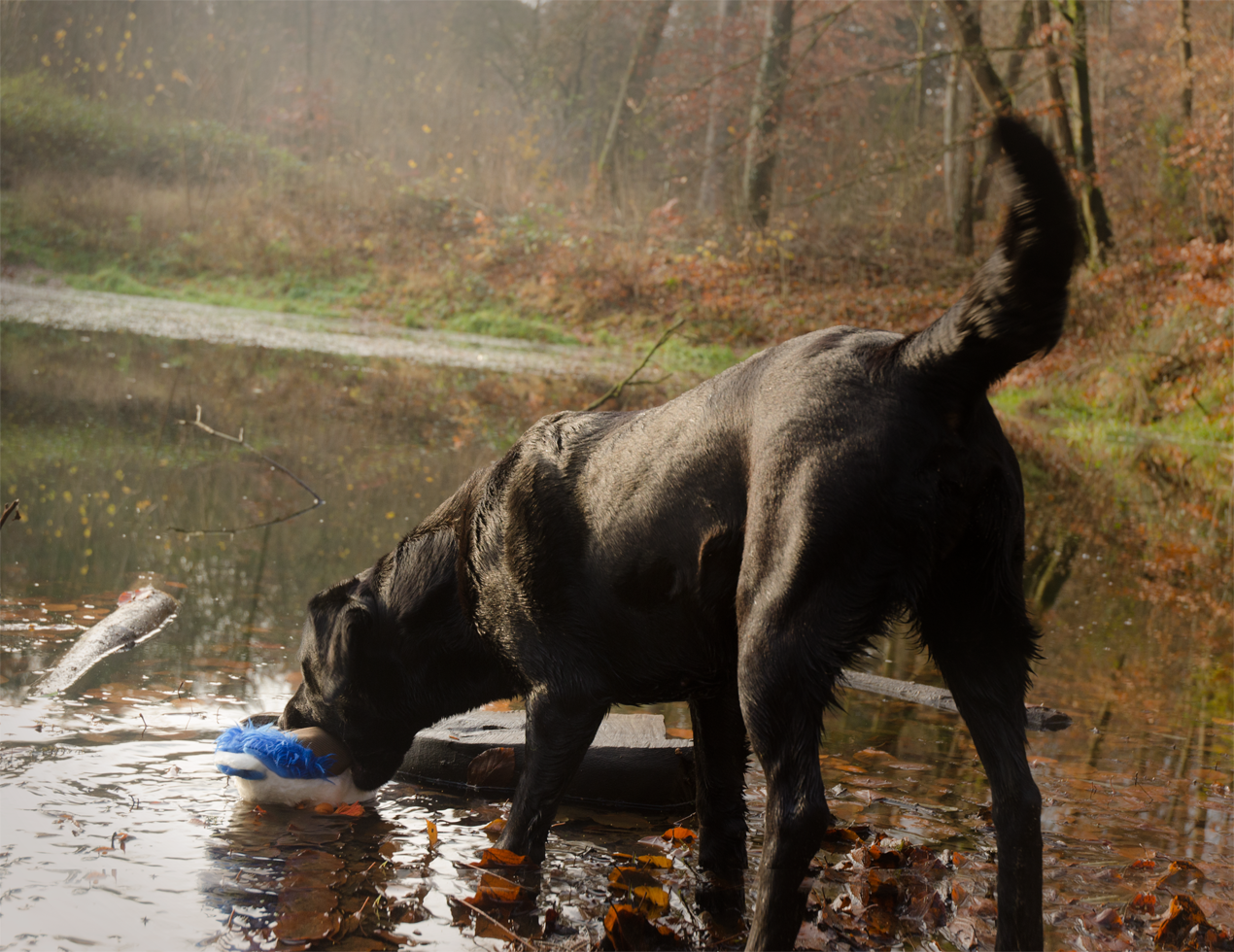 Wild Life Dog Duck