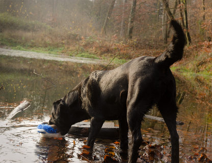 Wild Life Dog Duck