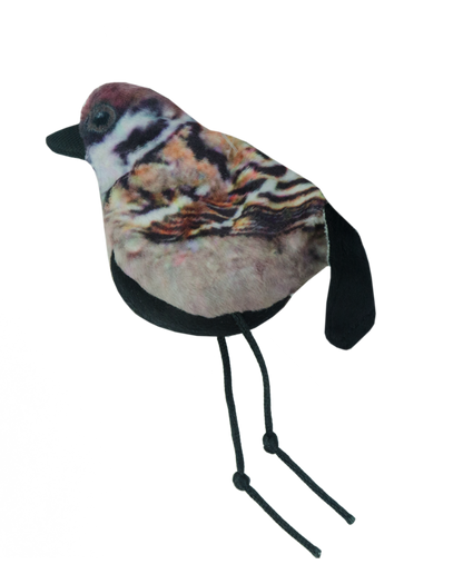 Wild Life Cat Sparrow