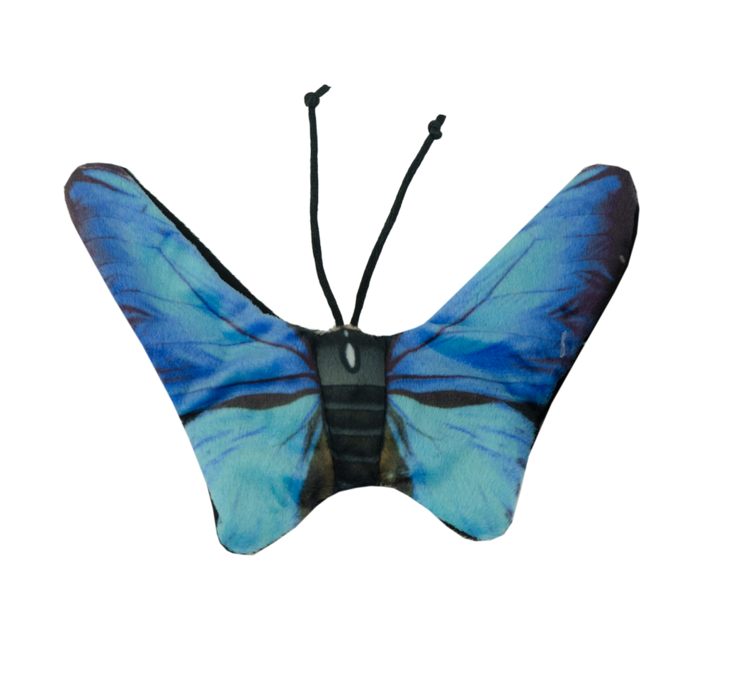 Wild Life Cat Blue Butterfly