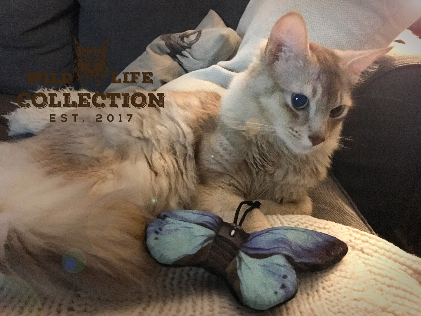 Wild Life Cat Blue Butterfly