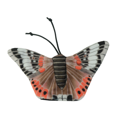 Wild Life Cat Admiral Butterfly