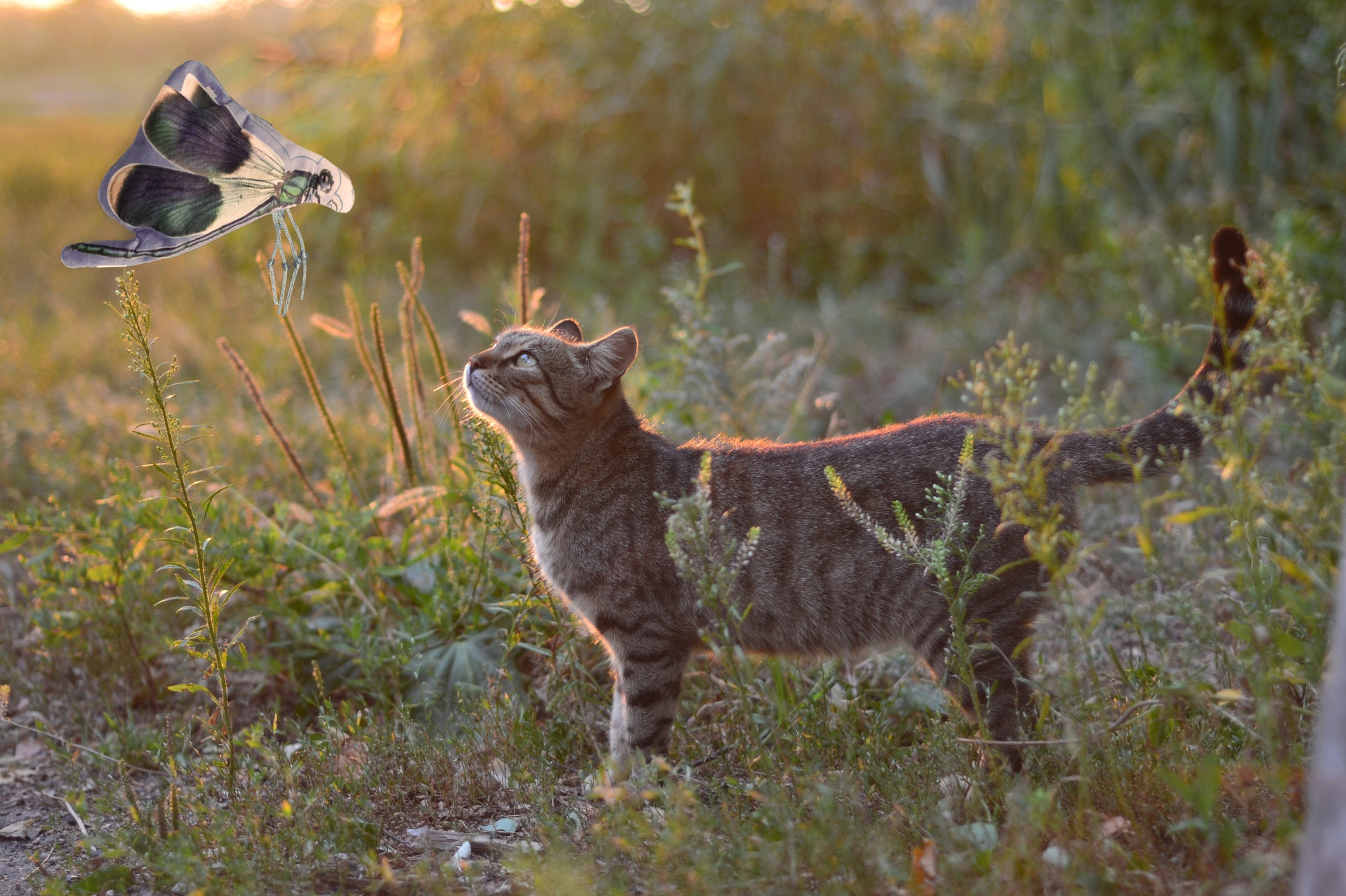 Wild Life Cat Dragonfly