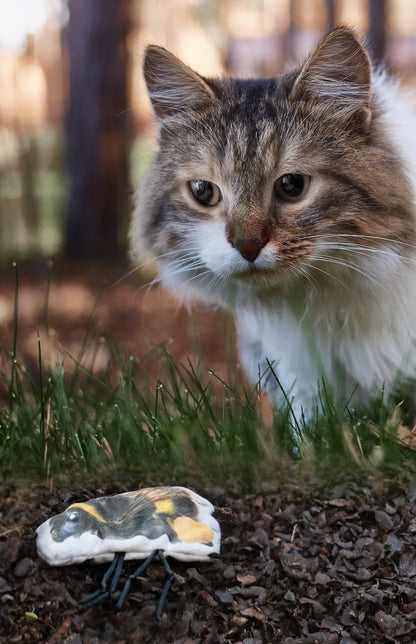 Wild Life Cat Bumblebee