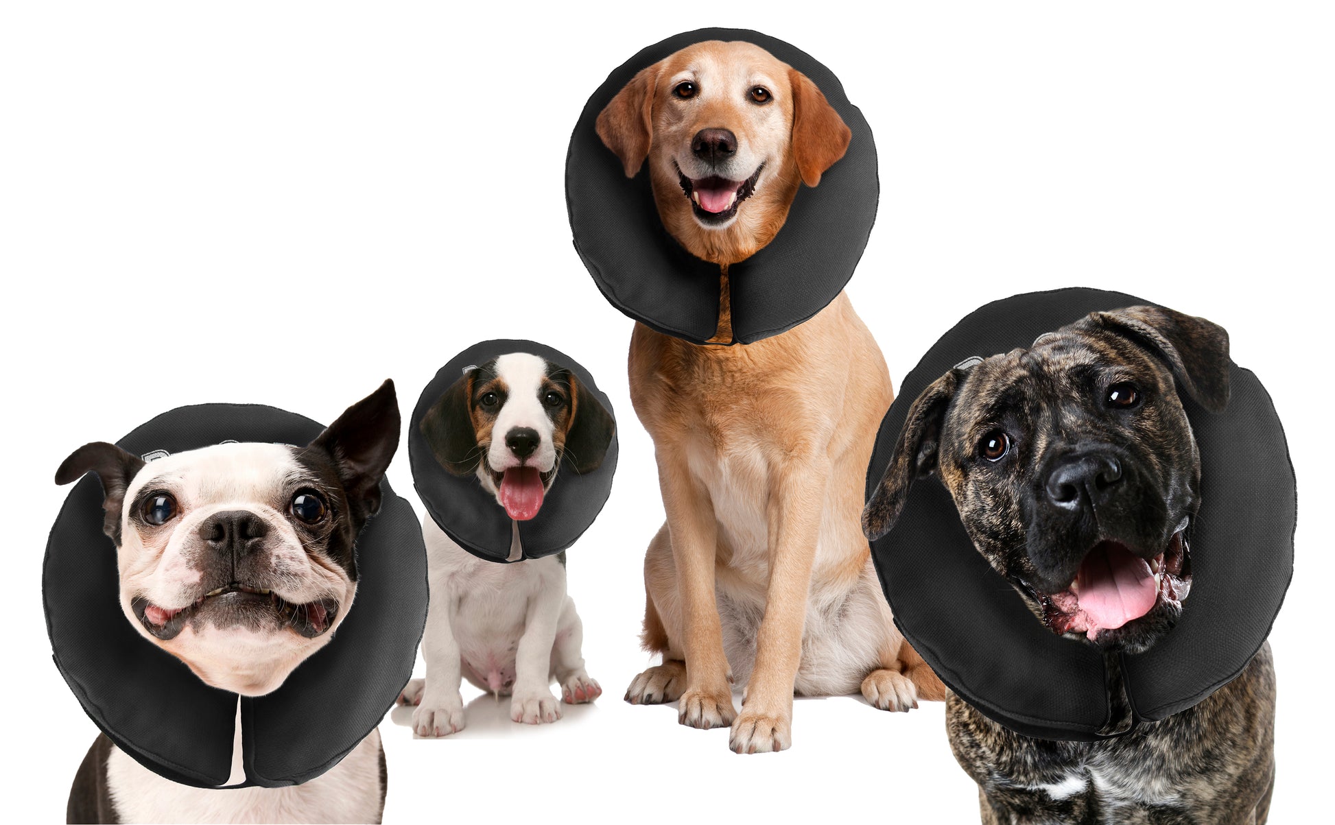 Zenpet ProCollar XL