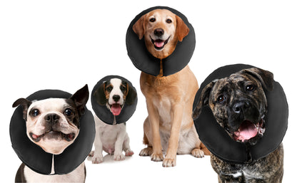 Zenpet ProCollar XL
