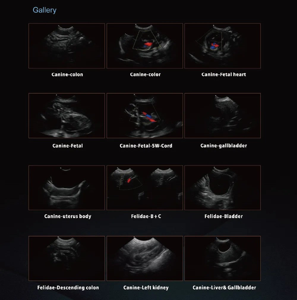 Állatorvosi színes Doppler ultrahang rendszer - Ysen