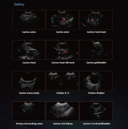 Állatorvosi színes Doppler ultrahang rendszer - Ysen