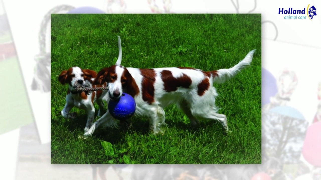 Jolly Romp-n-Roll Purple M (15 cm)