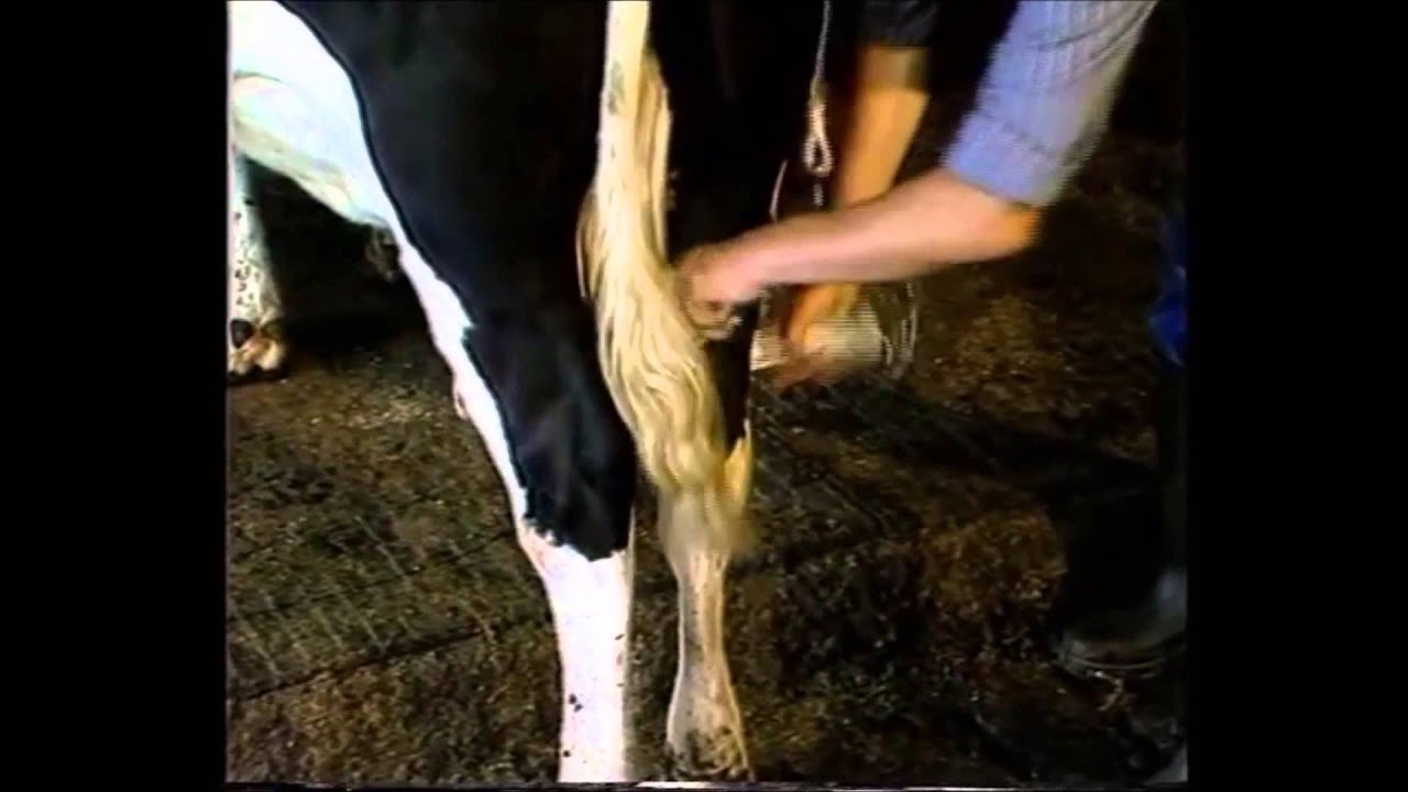 Vink Hoof Care Frame Lifting Belt