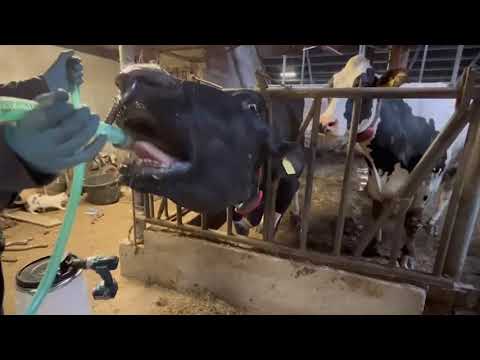 Excellent Cow Drencher Drill Driven