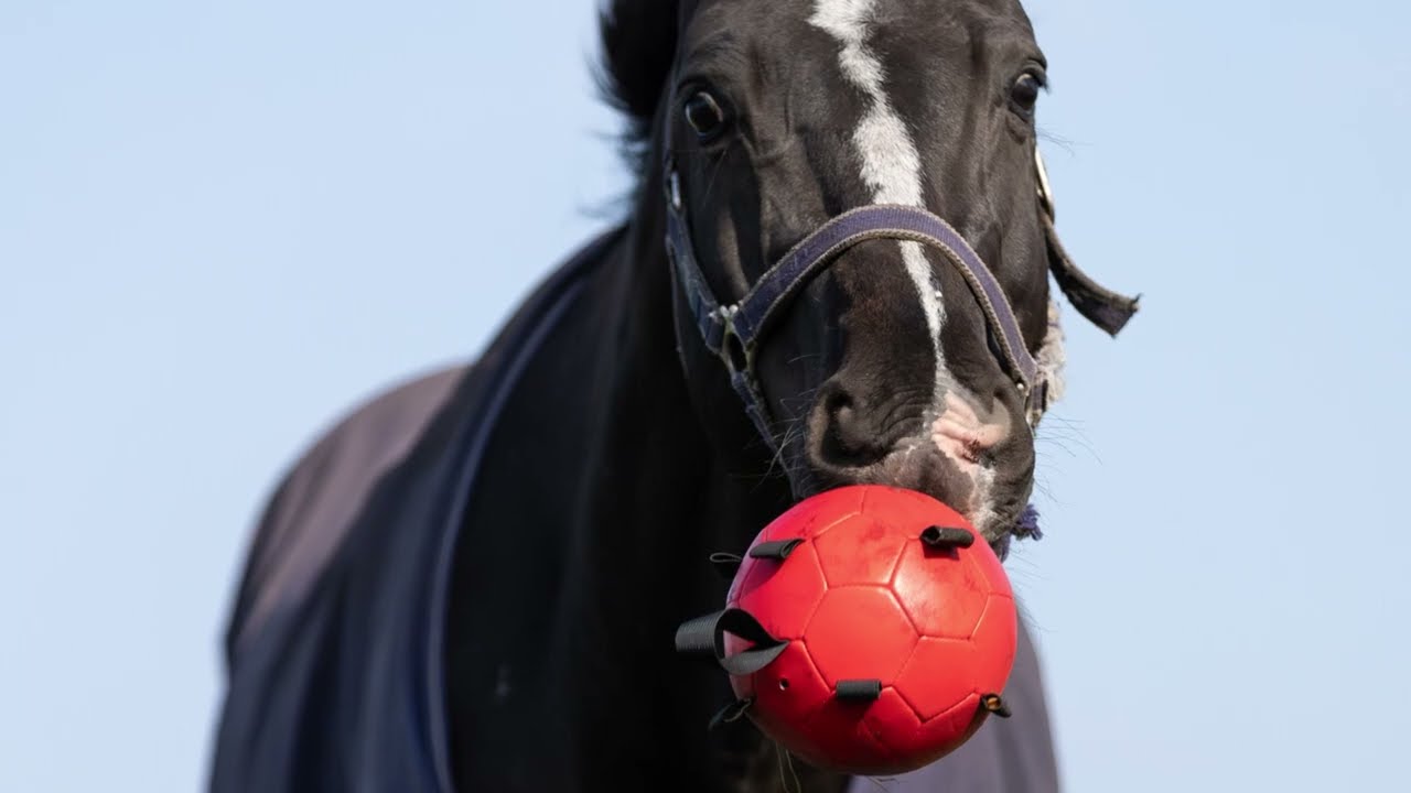 Excellent Horse Fun Play Ball Yellow